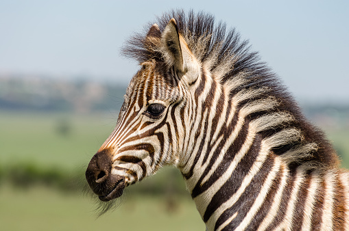 Close up with a Zebra foal at Rietvlei nature reserve near Pretoria South Africa