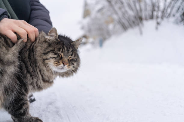 Cute British Shorthair cat walks outdoors in the snowfall in winter