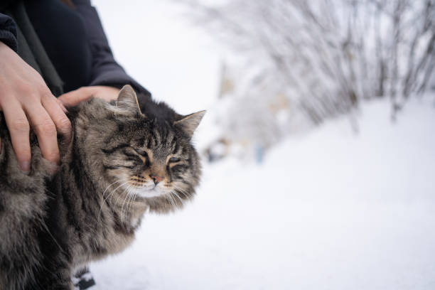 istock Cat enjoys being stroked by hand 1302310683