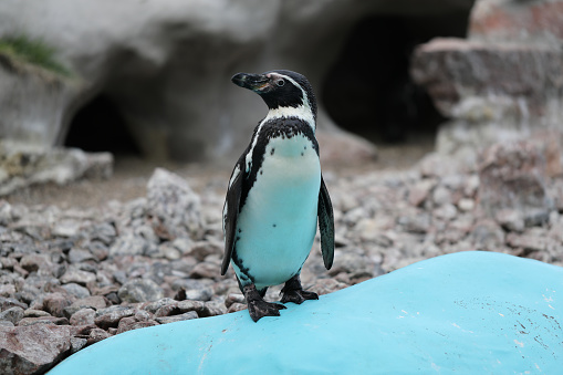 One penguin standing at the zoo.