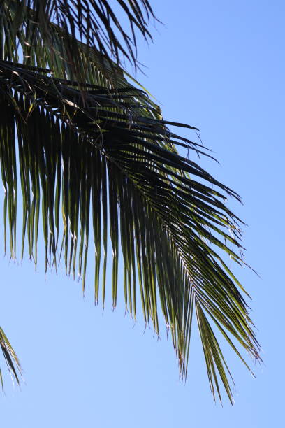 istock Single Branch of Palmtree and Blue sky 1302313020