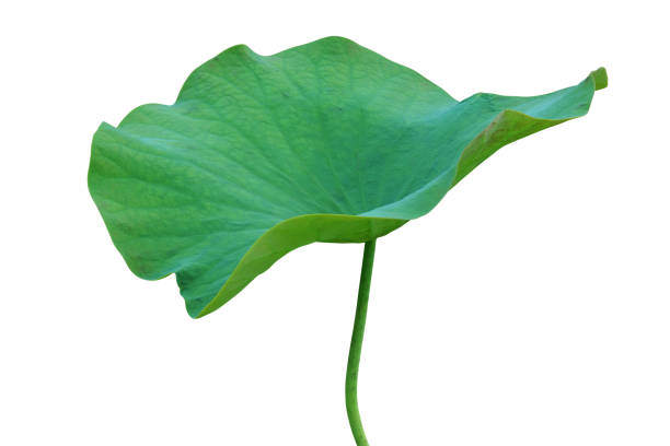 istock Lotus Green Leaf Isolated on White Background with Clipping Path 1302313201