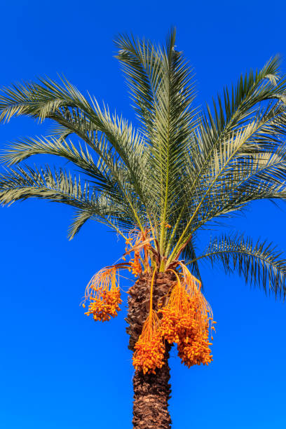 istock Date palm tree (Phoenix dactylifera) with ripening date fruits against blue sky 1302313351