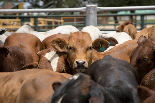 Cattle in a feed lot or feed yard