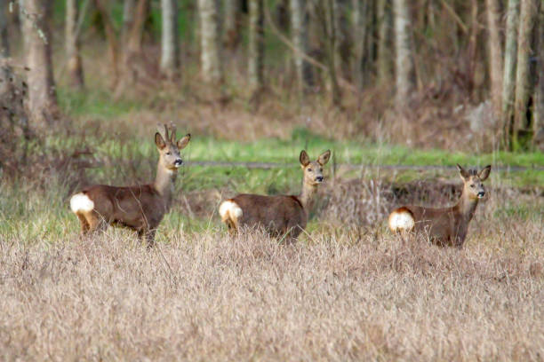 The Deer family is complete stock photo