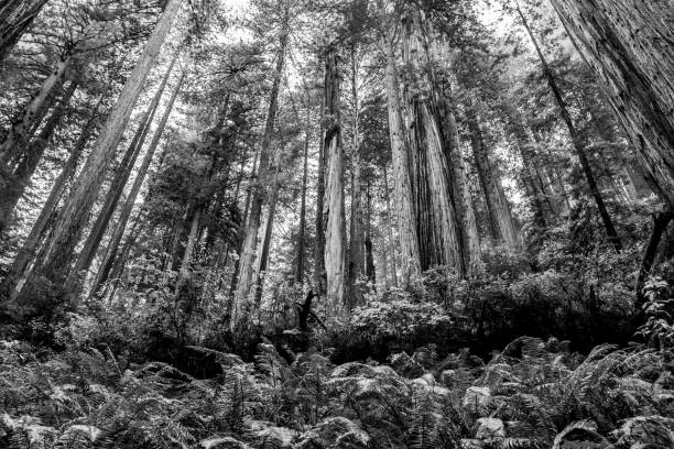 View looking up into redwood forest tree canopy in Prairie Creek Redwoods State Park.