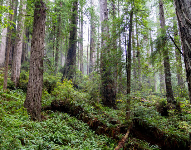 istock Northern California Redwood forest 1302316123