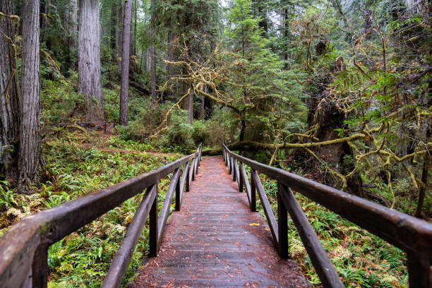 북부 캘리포니아 레드우드 숲의 보도 - rainforest redwood forest footpath 뉴스 사진 이미지