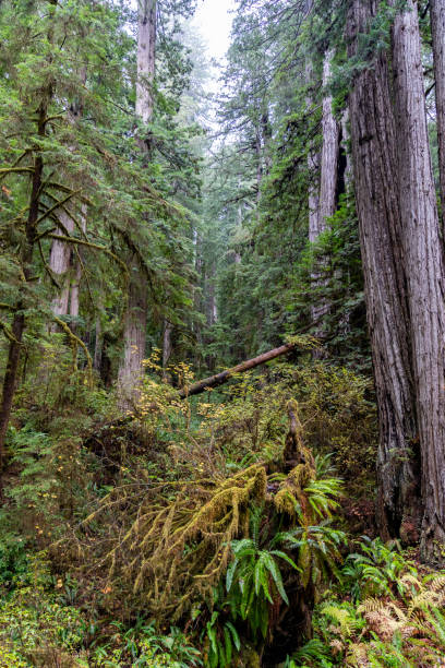 istock Northern California Redwood forest 1302316232