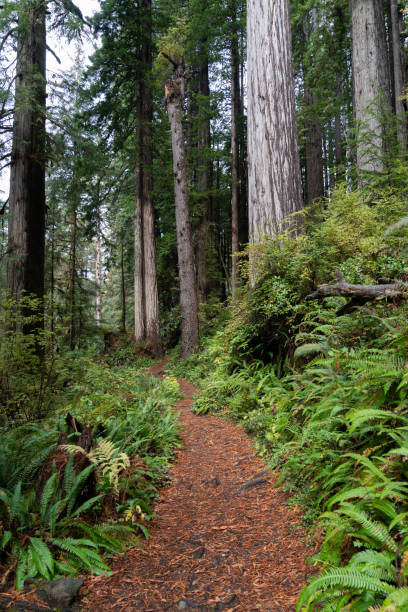 북부 캘리포니아 레드우드 숲의 하이킹 트레일 - rainforest redwood forest footpath 뉴스 사진 이미지