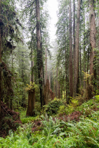 istock Northern California Redwood forest 1302318096