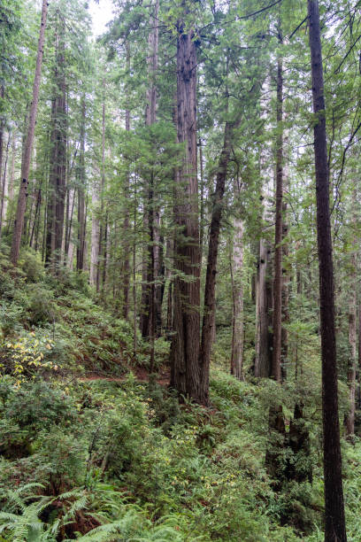 istock Northern California Redwood forest 1302318100