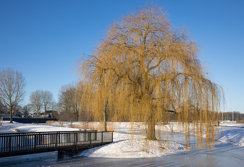 Snowy Winter landscape with weeping-willow near canal in residential area of Urk, The Netherlands