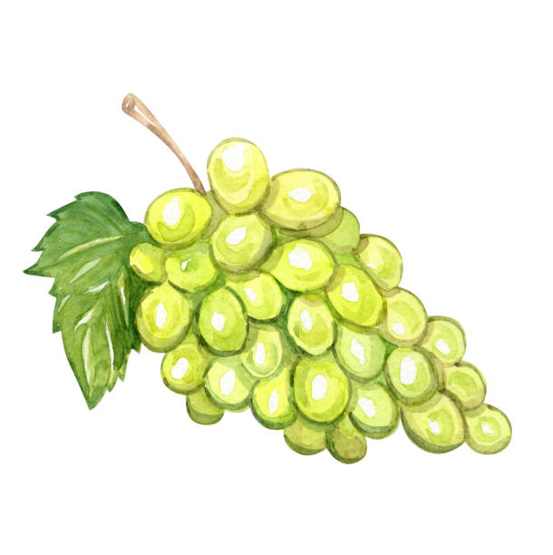 白い背景に隔離水彩緑ブドウ - grape white grape green muscat grape点のイラスト素材／クリップアート素材／マンガ素材／アイコン素材