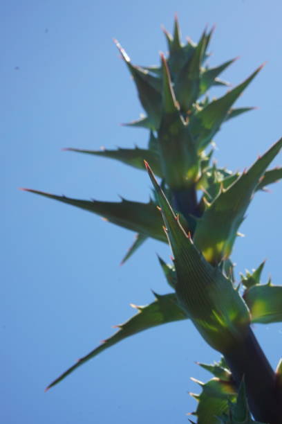 istock thick plant stem seen from below with sky cleared sky from the background in the field 1302320733