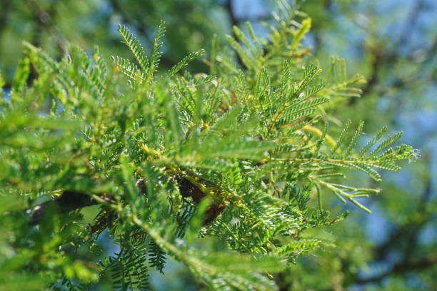 istock branch with green conifer leaves with differential focus, and clear sky background 1302320828