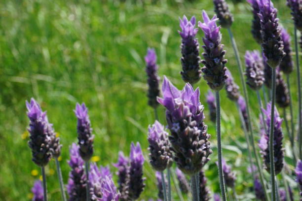 violet lavender flowers, in the foreground, with long, blurred grasses in the background in the field stock photo