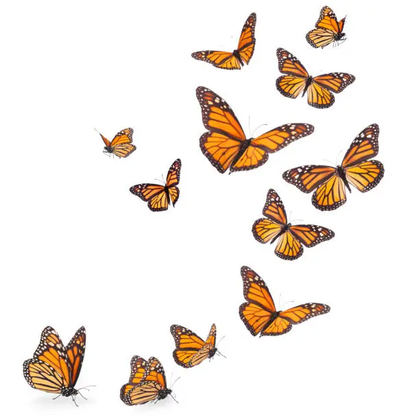 Variation on different positions of the beautiful Monarch butterfly with legs and proboscis flying in an upward trajectory.