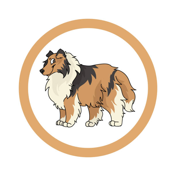 illustrazioni stock, clip art, cartoni animati e icone di tendenza di carino cartone animato ruvido collie cane vettore clipart. cane da pastore del canile pedigree per gli amanti dei cani. cucciolo domestico di razza per mascotte illustrazione salotto per animali domestici. canino isolato soffice. - dog spotted purebred dog kennel