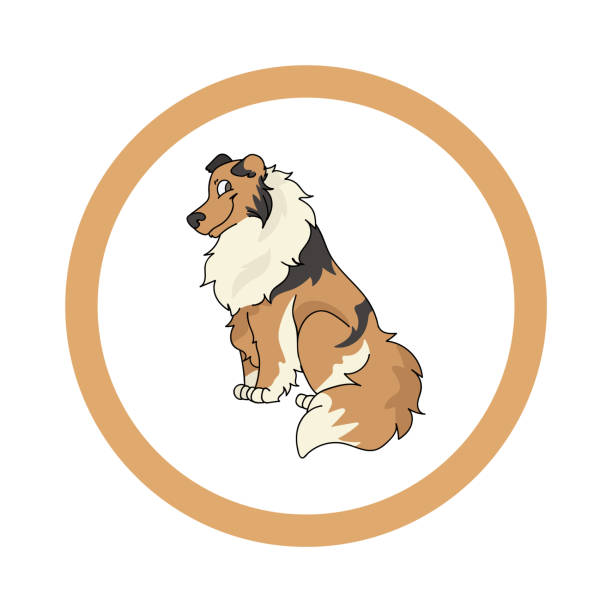 ilustrações de stock, clip art, desenhos animados e ícones de cute cartoon rough collie dog vector clipart. pedigree kennel sheepdog for dog lovers. purebred domestic puppy for pet parlor illustration mascot. isolated canine fluffy. - dog spotted purebred dog kennel