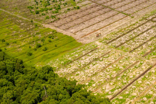 Aerial drone view of deforestation in a tropical rainforest to make way for palm oil plantations Aerial drone view of deforestation in a tropical rainforest to make way for palm oil plantations kinabatangan river stock pictures, royalty-free photos & images