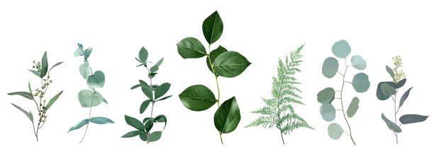 illustrazioni stock, clip art, cartoni animati e icone di tendenza di mix di erbe e piante vettore grande collezione - eucalyptus eucalyptus tree leaf tree