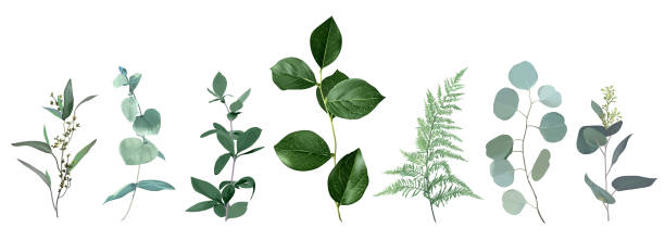 Mix of herbs and plants vector big collection. Cute rustic wedding greenery.True blue, silver dollar eucalyptus, foliage, fern, salal leaves and stems. Watercolor style set. All elements are isolated
