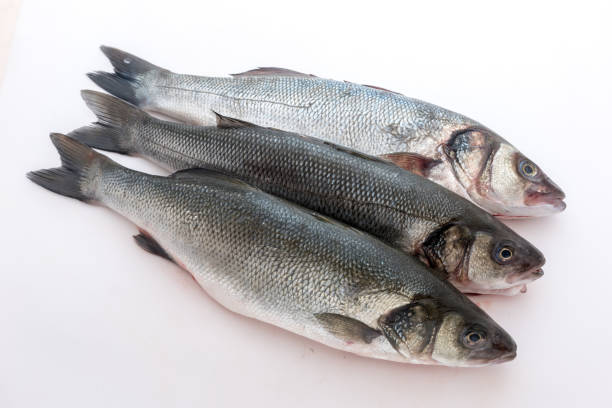 istock Sea bass with white background 1302324621