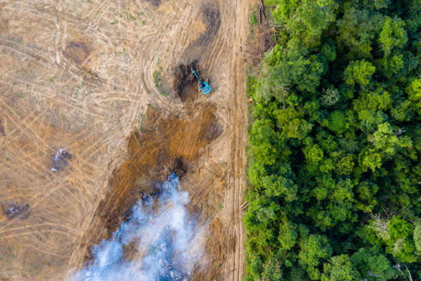 森林破壊の空中写真。 パーム油とゴム農園に道を作るために取り除かれる熱帯雨林 - environmental damage ストックフォトと画像