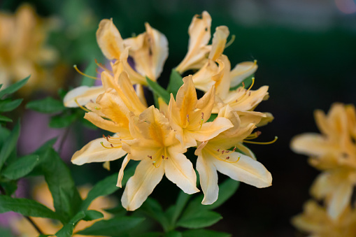 Close up of beautiful Yellow Azalea or Rhododendron Austrinum flowers in Vancouver