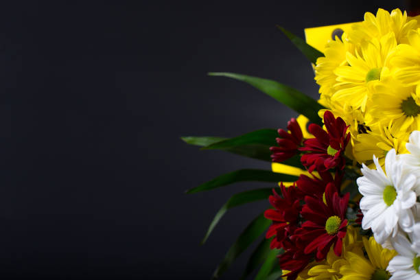 istock Postcart with chrysanthemums on black. Colored flowers on black with copy space 1302324794