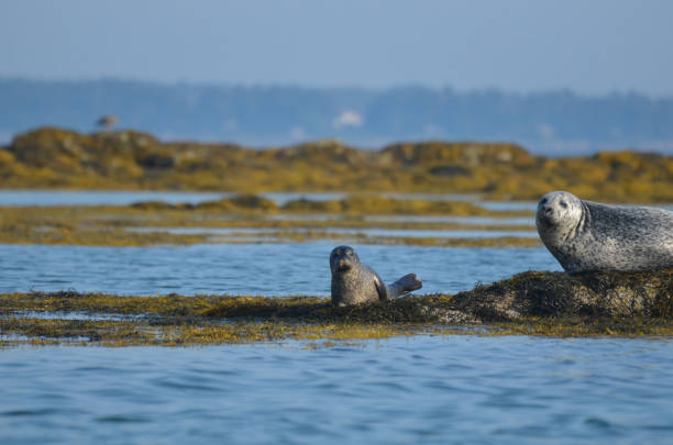 istock Seals sunning on a Rocks in Casco Bay Maine 1302325497