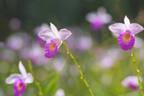 White and purple small orchids arundina dwarf on a blurred background.