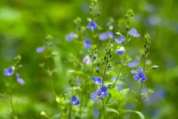 Veronica chamaedrys. Blue little forest flowers in green grass on a summer day. Blurred background.