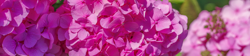 Lovely flowers of pink hydrangea close-up on a sunny day. Selective focus. Banner