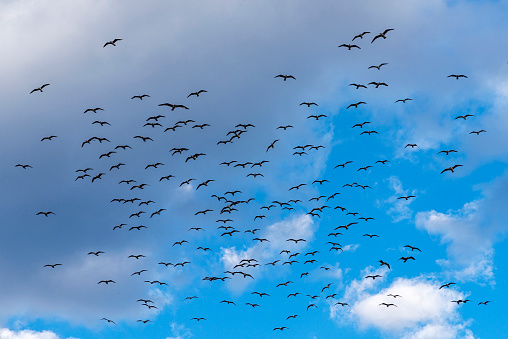 Crowded flock of seagull birds flying in cloudy sky in Turkey.