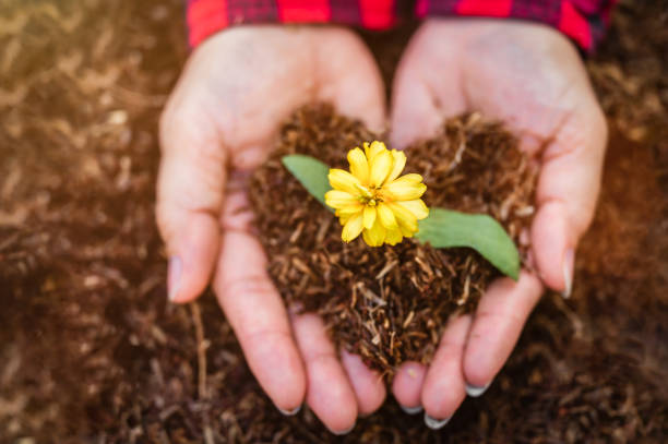 地球の日と生態学の概念。 - planting tree human hand women ストックフォトと画像