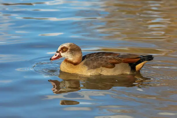 Egyptian goose (Alopochen aegyptiaca) swimming in a colorful water.