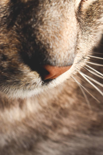 istock Cats nose close up 1302329427