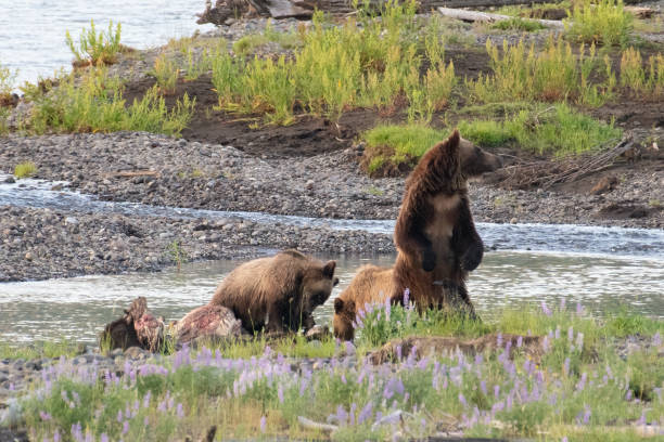 istock Grizzly bears feed on bison carcass while one stands to look for wolves 1302329513