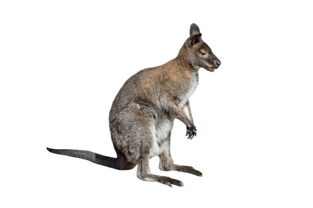 istock Male kangaroo isolated on white background. Big kangaroo full length, side view. The kangaroo preparing to jump. Zoo animals 1302329653