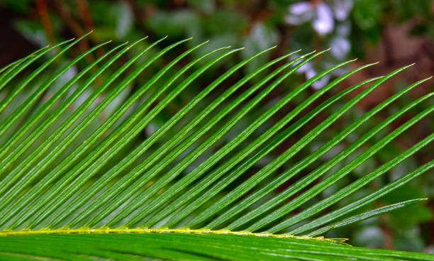 пальмовый лист-абстракт-хилтон-хед, южная каролина - palmleaf стоковые фото и изображения