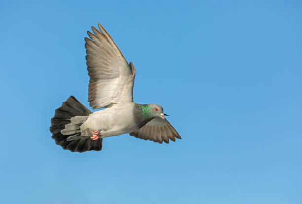 istock Flying feral pigeon 1302330464