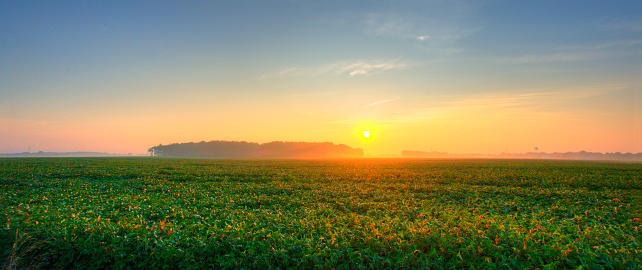 Sunrise over a soybean field-Tipton County Indiana