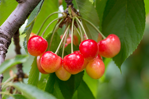 Cherries hanging on a branch of a cherry tree. Ripe and juicy cherries on a branch before harvest in early summer.