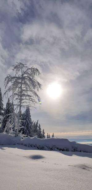 istock Spruce trees covered with snow against bright sky 1302332981