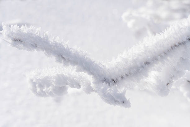 One branch covered with fresh frozen snow against fresh snow on the ground.