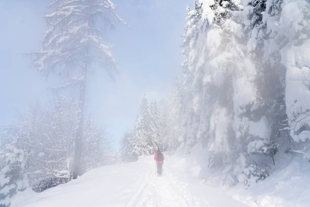 Rear view of men walking on footpath in winter forest, line of spruce trees covered with heavy snow against clear bright blue sky.