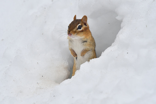 Eastern chipmunk emerges from its burrow in the snow-covered Connecticut woods in mid February, an optimistic piece of a generally dreary winter landscape