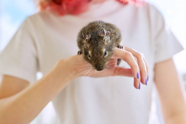 puszysty gryzoń chilijski degu wiewiórka na rękach dziewczyny właściciela - palm people white brown zdjęcia i obrazy z banku zdjęć